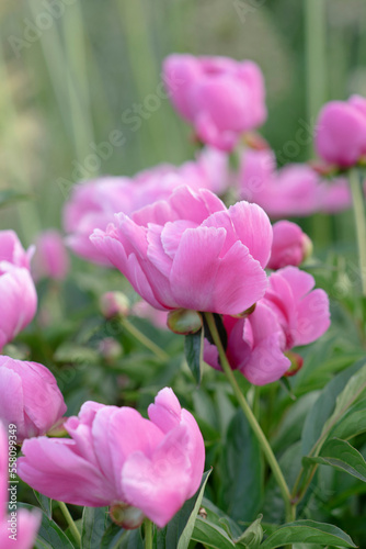 Side view of a blooming bush of delicate pink peonies 