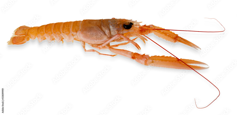 Langoustine, raw scampo, cut out top view with Langoustine, raw scampo, cut out top view with
