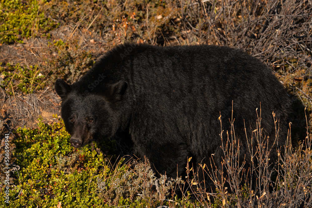 Fototapeta premium canadian rockies 