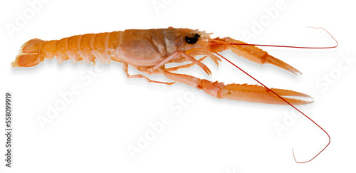 Langoustine  raw scampo   cut out top view with