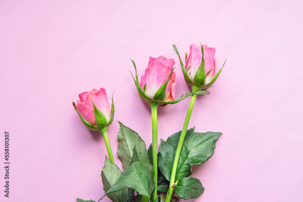 Rose vor pinkem Hintergrund Rose vor pinkem Hintergrund