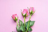 Rose vor pinkem Hintergrund