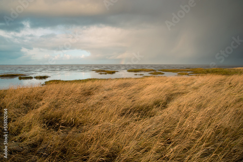 Reed next to the north sea on the Island Romo in Denmark, stormy weather in winter
