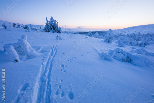 Ski expedition in Pallas Yllastunturi National Park , Lapland, Finland