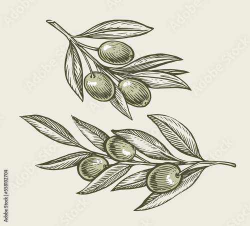 Green olives on tree branch with leaves. Agricultural ripe plant. Hand drawn engraved sketch vector illustration