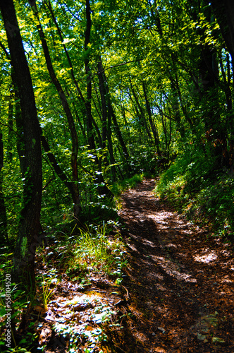 Forest path