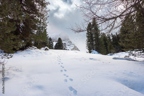 Footprints of an animal in the snow in the mountains in the snowy forests of the Alps in Trentino Alto Adige, South Tyrol, Italy. Animal footprints in the snow in winter.