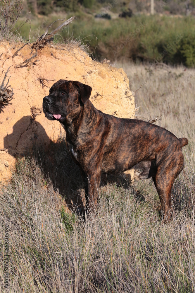 chien cane corso bringer cané corso chien cane corso bringer cané corso