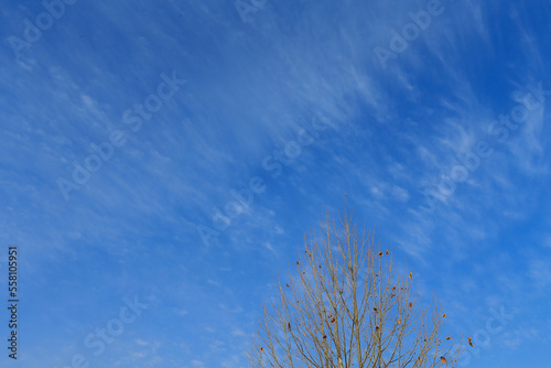 Wutong trees in winter  under the blue sky and white clouds