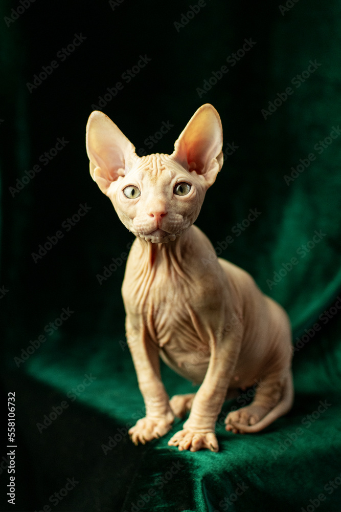 Portrait of a naked sphynx cat on a green background in the studio