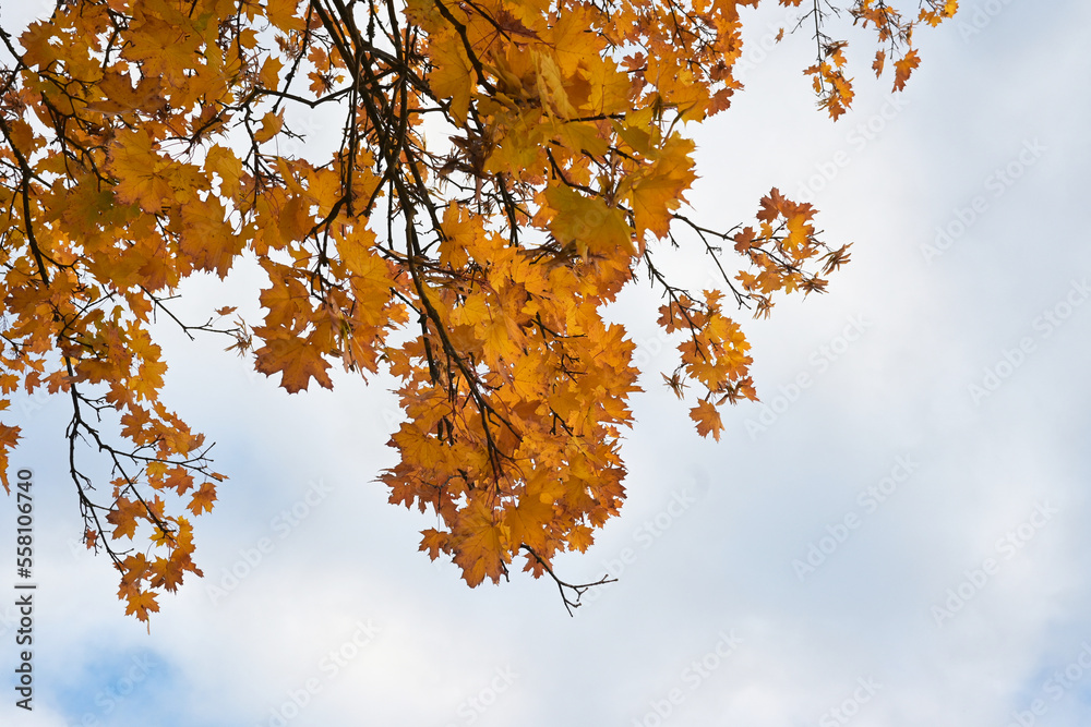 Yellow maple leaves against the blue sky