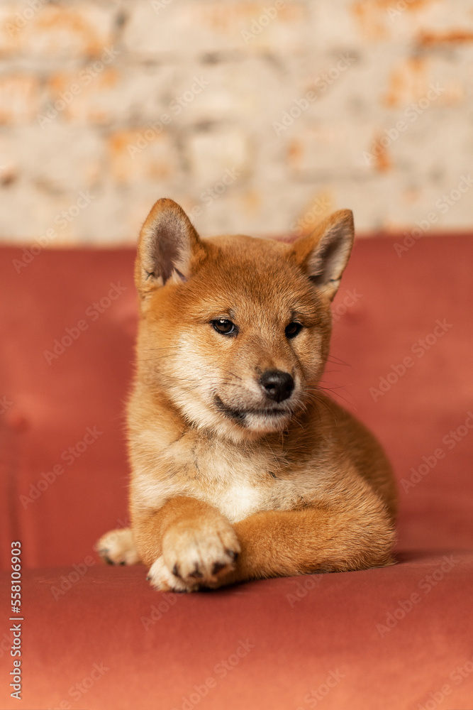Siba Inu puppy on a red sofa in a loft-style interior