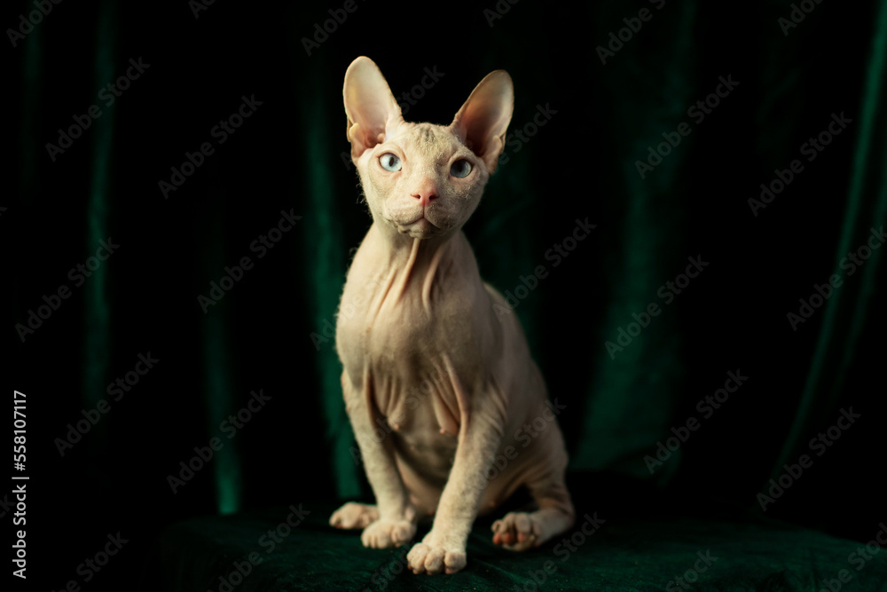 Portrait of a naked sphynx cat on a green background in the studio