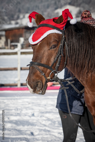 Pferd / Weihnachtsmütze