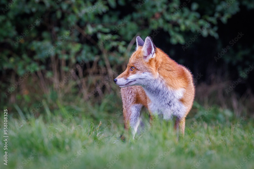 Naklejka premium A wild fox braves the cold to come out and hunt for food