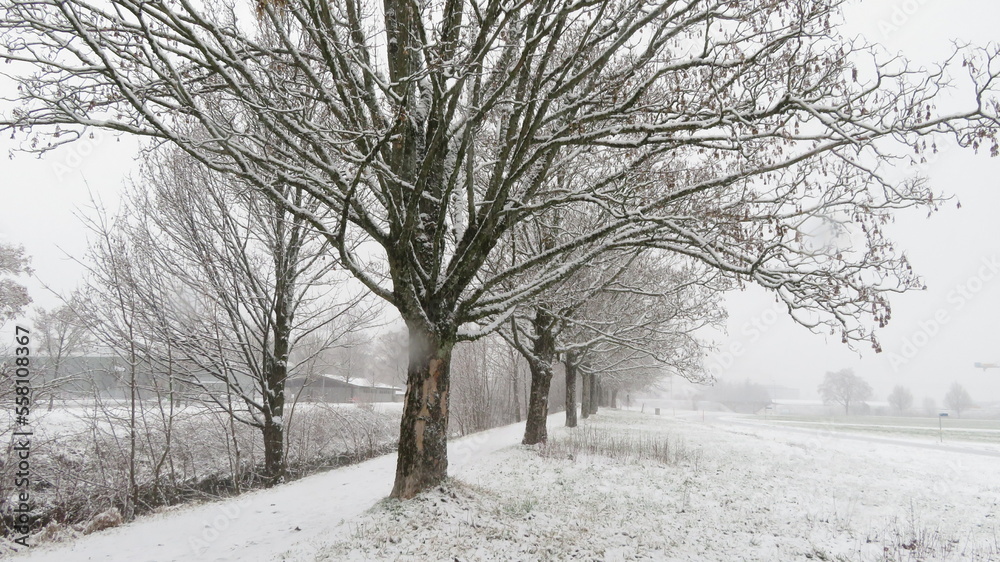 Fototapeta premium Spazierweg im Schneegestöber