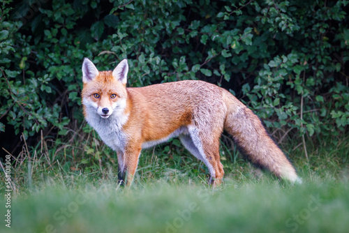 A wild fox forages for food but looks directly at the camera © Paul