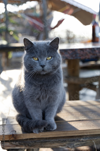A gray British cat sits on a bench in the yard and looks into the camera.