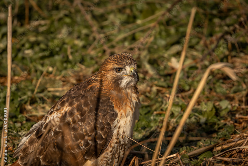 Fototapeta premium Red-tailed Hawk after finishing his meal