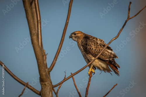Red-tailed Hawk perched on a tree branch