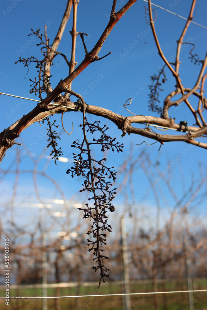 Pinot Vineyard on winter season with dried stalks against blue sky Pinot Vineyard on winter season with dried stalks against blue sky