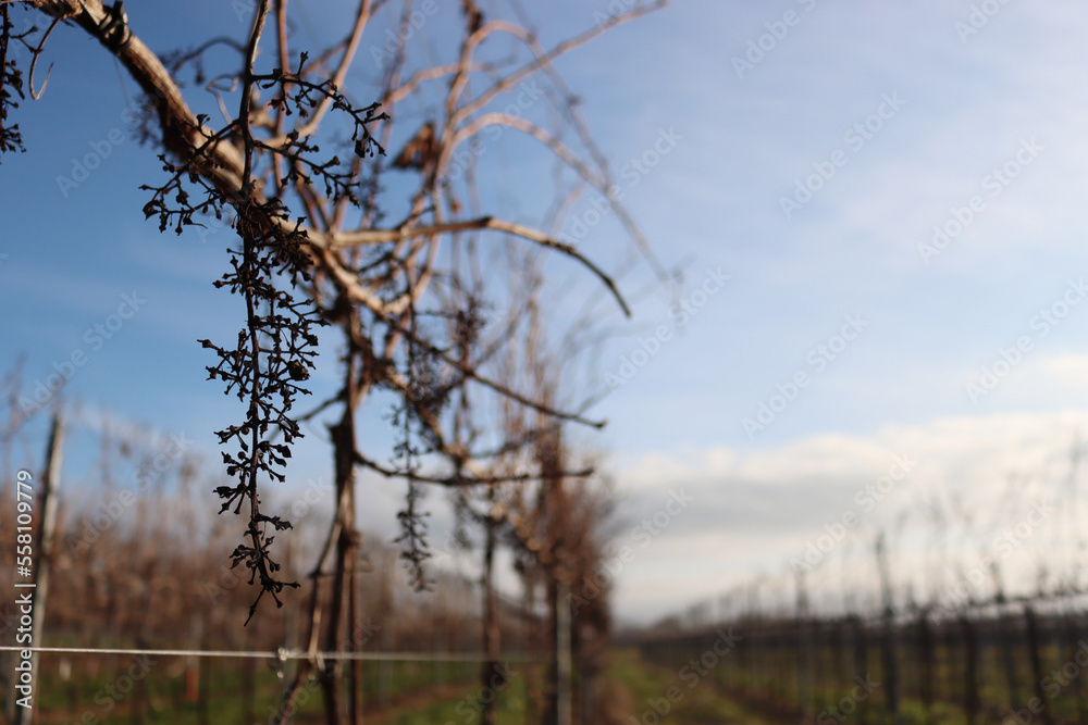 Pinot Vineyard on winter season with dried stalks against blue sky Pinot Vineyard on winter season with dried stalks against blue sky