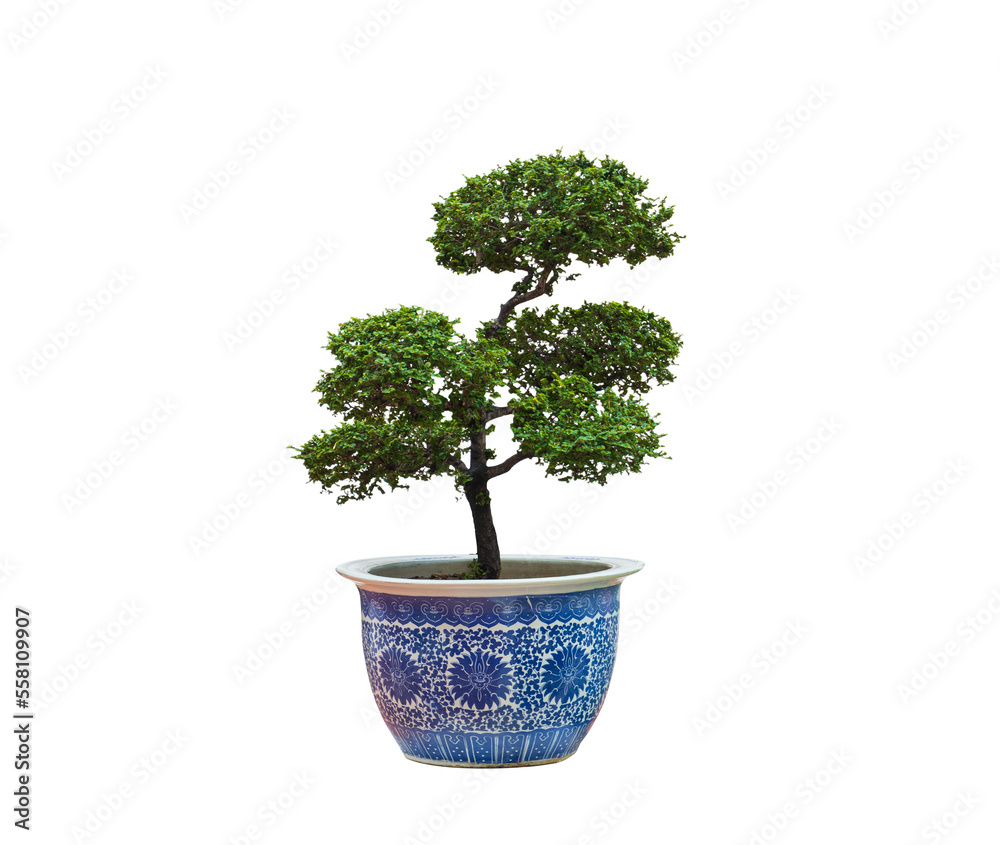Beautiful Japanese bonsai tree growing in ceramic potted plant on