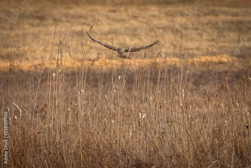 Male Northern Harrier  Gray Ghost  flies over the meadow looking for prey