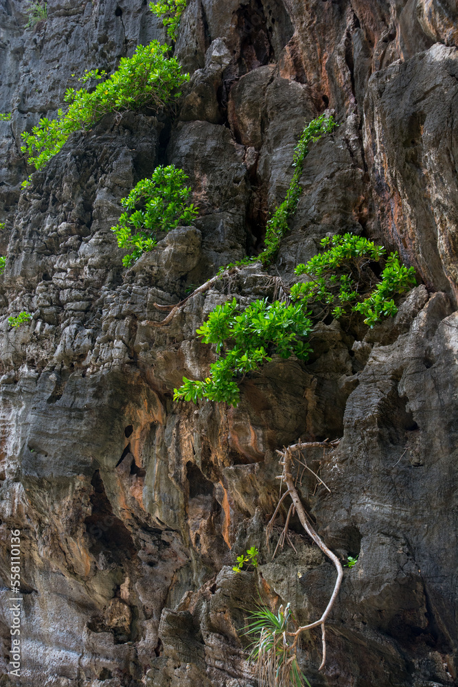 Greenery on the wall of the rock. Amazing desire to life Greenery on the wall of the rock. Amazing desire to life