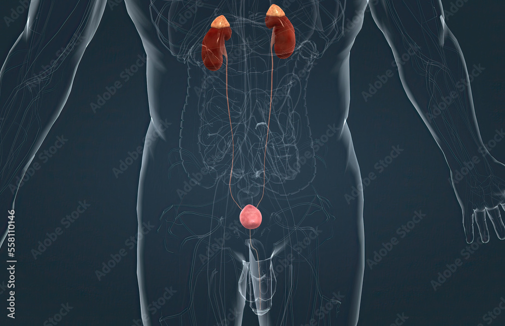 The urinary system's function is to filter blood and create urine as a