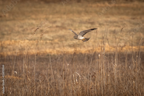 Male Northern Harrier, Gray Ghost, flies over the meadow looking for prey © Judy