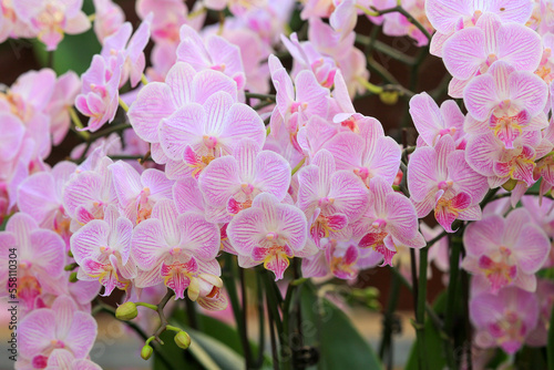Butterfly Orchids in full bloom, in the greenhouse