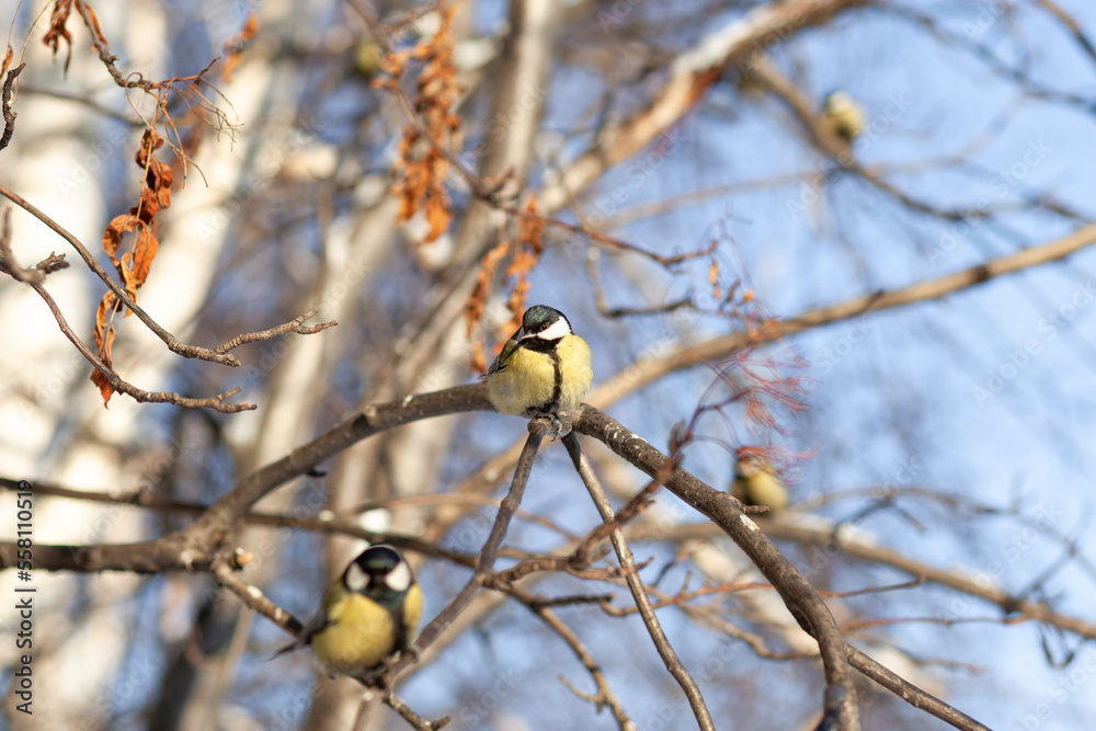 A beautiful little titmouse sits on a branch in winter and flies for food. Other birds are also sitting on the branches. Sparrows and titmice on a branch near the feeder A beautiful little titmouse sits on a branch in winter and flies for food. Other birds are also sitting on the branches. Sparrows and titmice on a branch near the feeder