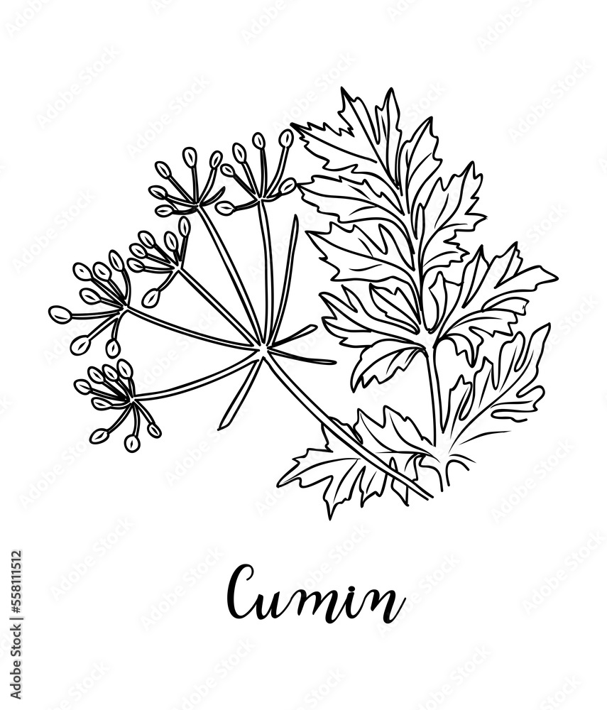 Illustrazione Stock Black and white vector illustration of cumin spice