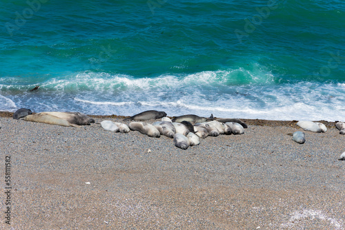 Elephant seals in Caleta Valdes