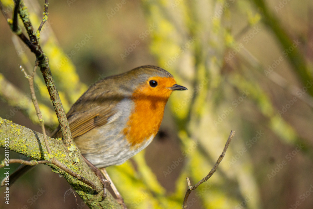 Fototapeta premium robin on a branch