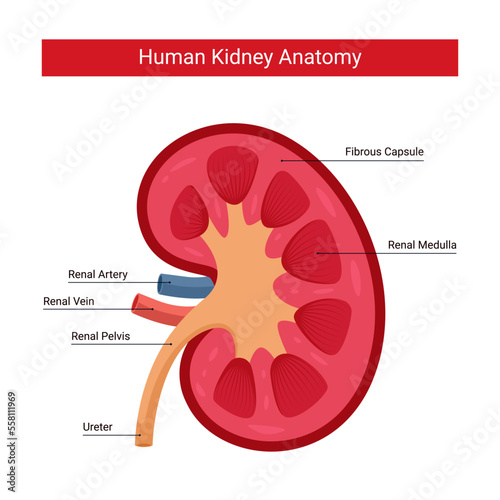 Human kidney anatomy, human kidney infographic vector design illustration