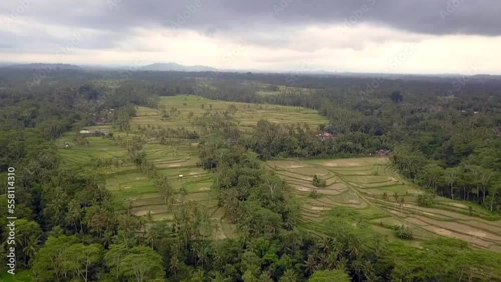 Big gray rain cloud. Amazing aerial view flight drone bali ricefield indonesia Big gray rain cloud. Amazing aerial view flight drone bali ricefield indonesia