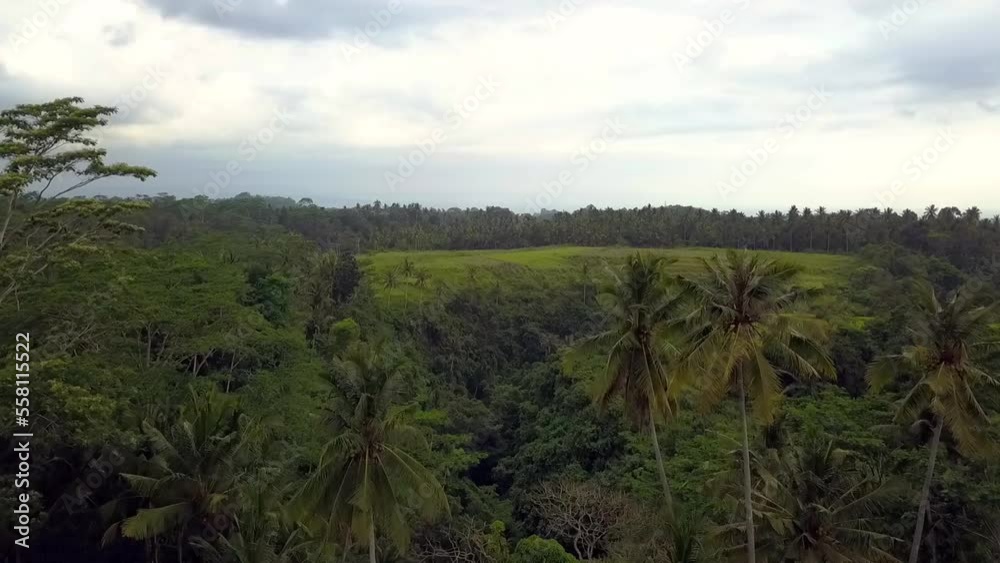 Tropical landscape. Wonderful aerial view flight drone bali ricefield indonesia Tropical landscape. Wonderful aerial view flight drone bali ricefield indonesia