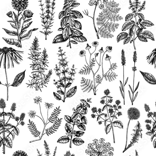 Botanical pattern with meadows, medicinal herbs, flowering plants and blooming wild flowers. Hand drawn black sketches on white background. Vector illustration in vintage style. Seamless texture