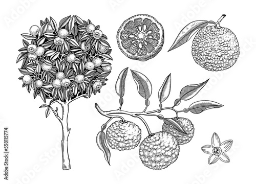  Sketched yuzu tree illustration. Hand drawn set of citrus fruit, leaves, branches and flowers in engraving style. Asian citron botanical drawings set. Decorative exotic  plant sketches collection photo