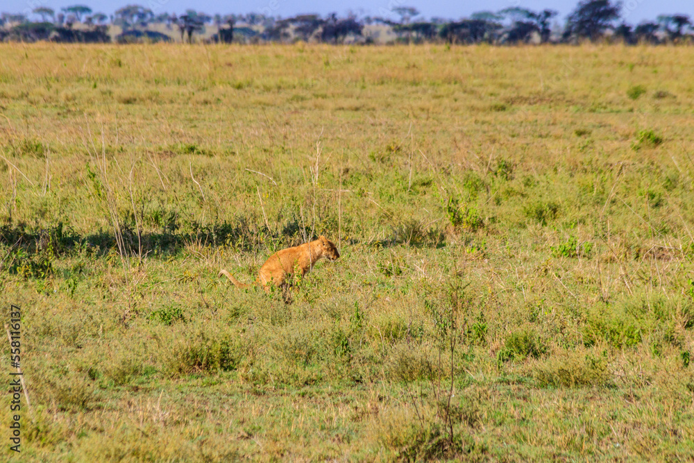 Naklejka premium Lion cub defecating in savannah in Serengeti national park, Tanzania