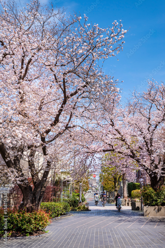 世田谷区・用賀三条通りに咲く桜