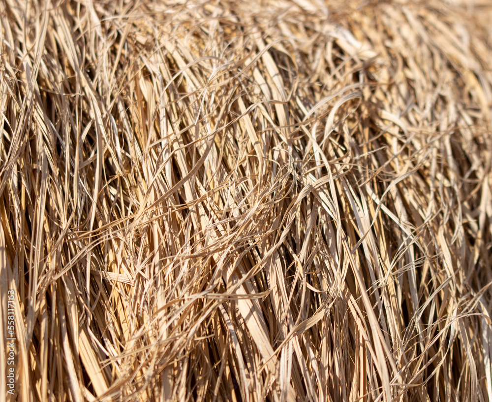 dry grass in the form of straw as a background dry grass in the form of straw as a background