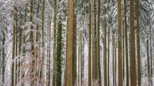 Line of trees in winter in the forest with snow ice and hoar frost