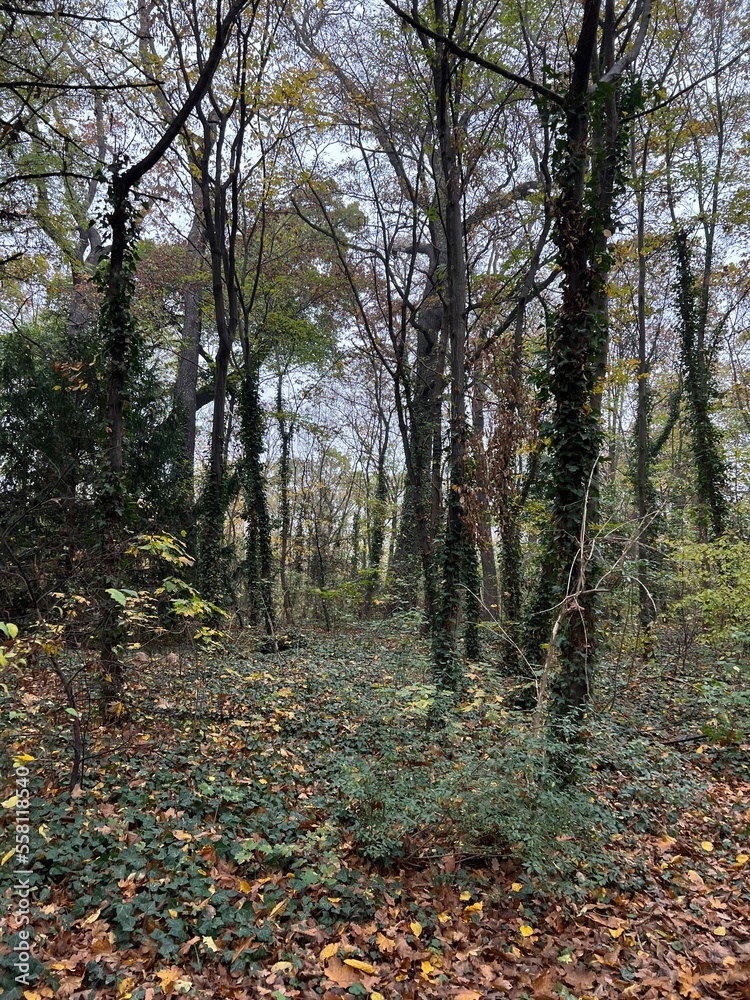 Obraz premium old summer