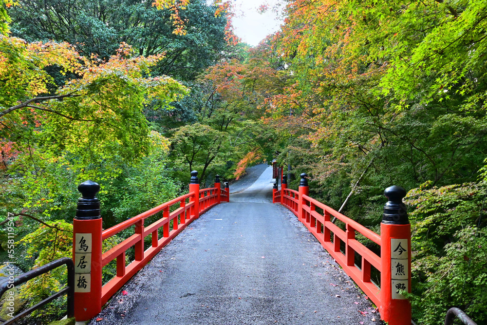 秋に歩く京都市今熊野観音寺 参道の鳥居橋
