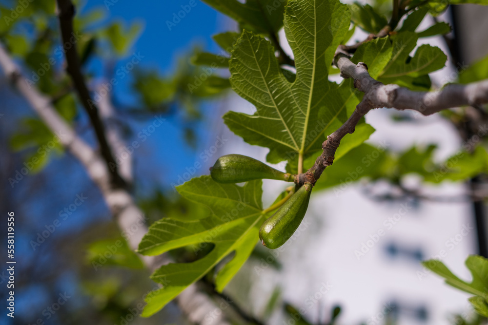 Green leaves of a fig tree and small fruits, springtime Green leaves of a fig tree and small fruits, springtime