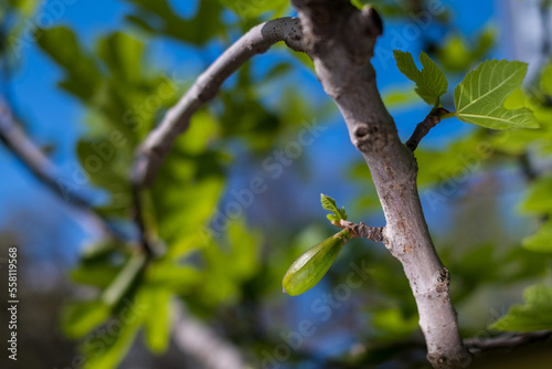 Green leaves of a fig tree and small fruits, springtime