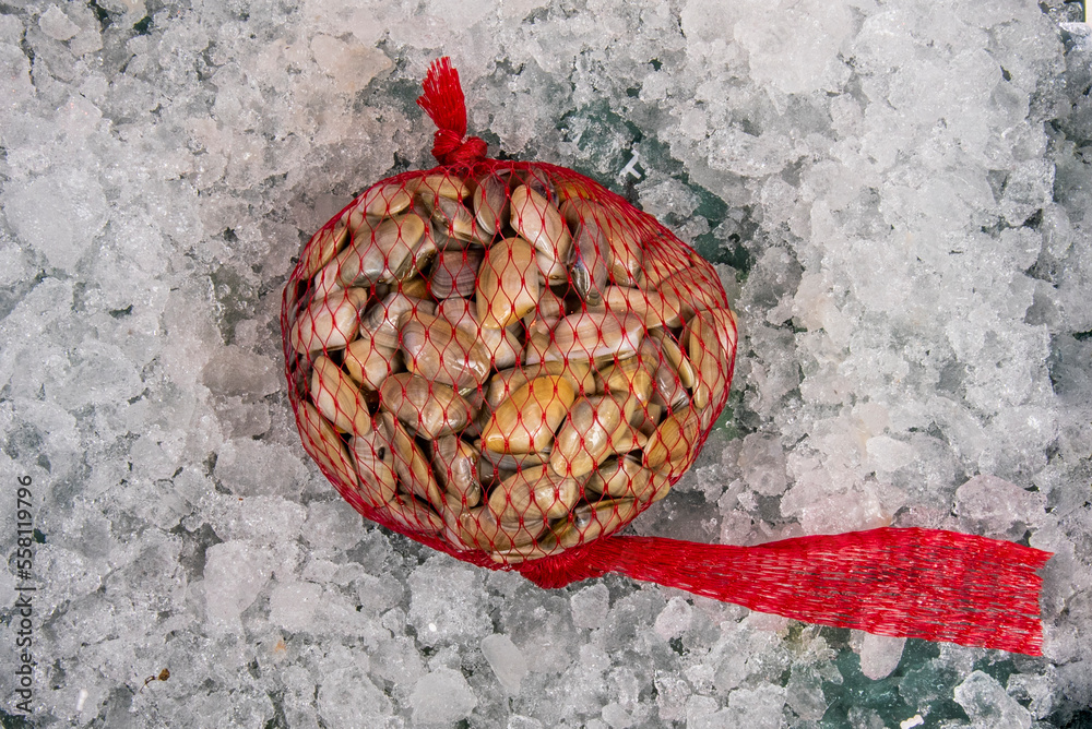 Due to its fine and tasty flavor, in the Iberian Peninsula clams are considered a delicacy. Its gastronomic use is equivalent to that of the clam, being able to be served raw, sautéed, in soups